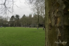 Freigestellte Südpark-Plantane